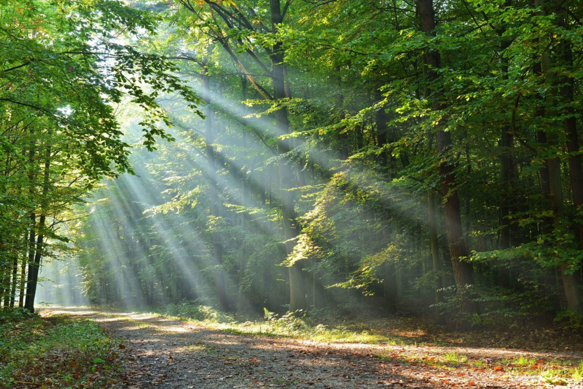 forest light