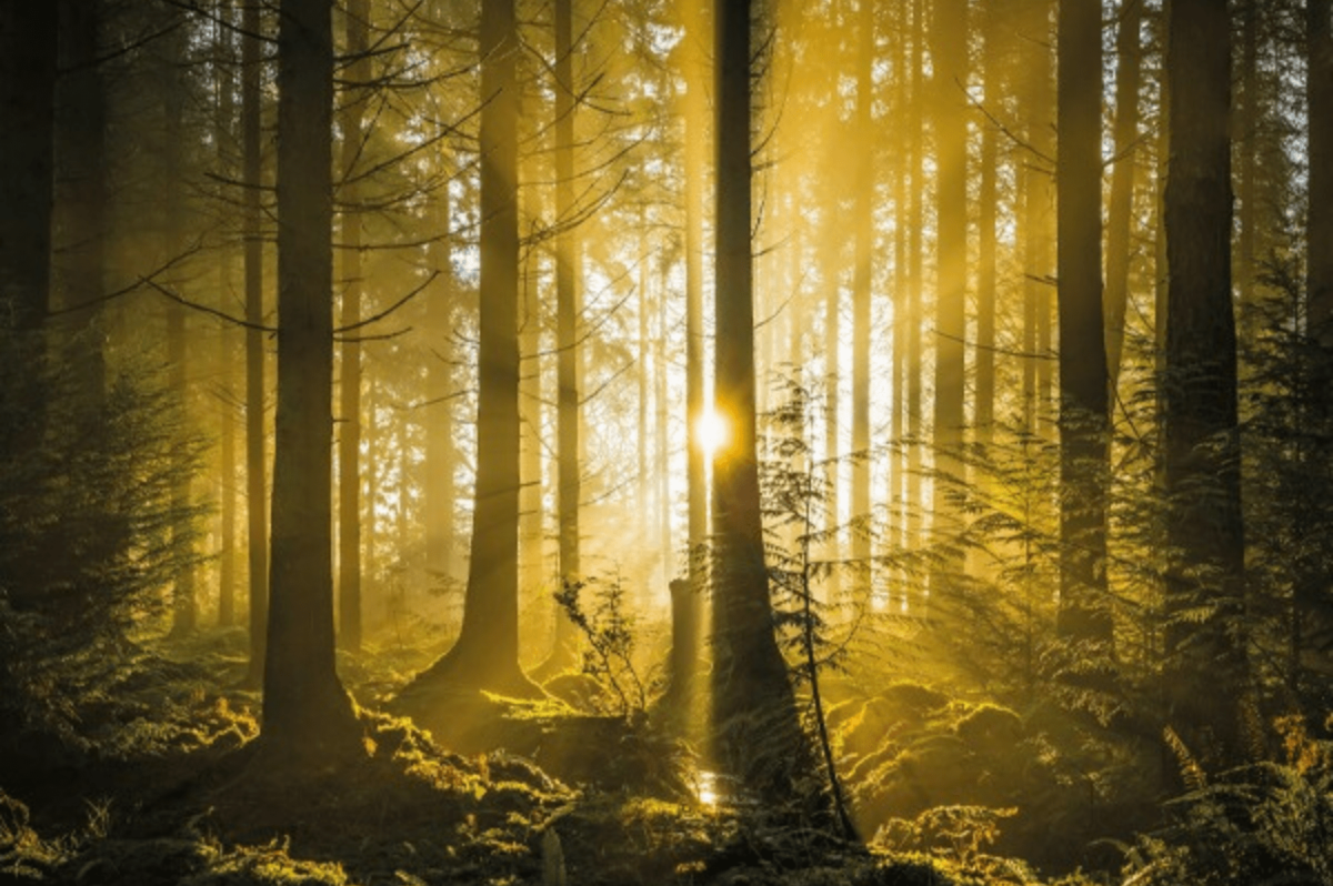 Investing in UK forests could mitigate risk for your clients