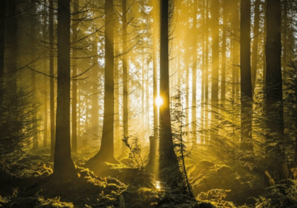 Investing in UK forests could mitigate risk for your clients